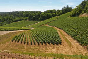 champagne-vincent-lamoureux